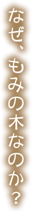 なぜ、もみの木なのか？