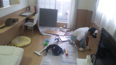 猫の手も借りたい