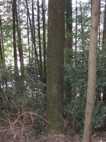 実生,樅の木