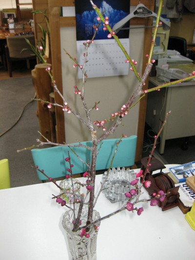 梅の花