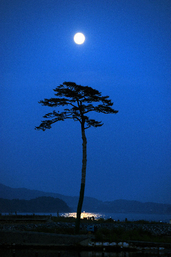 奇跡の１本松