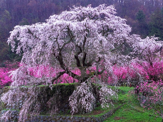 又兵衛桜