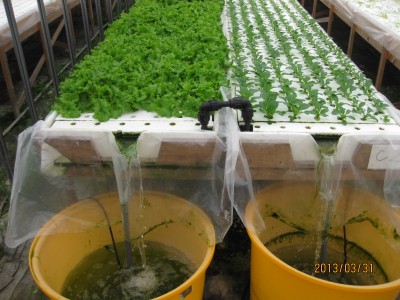 水耕栽培農場