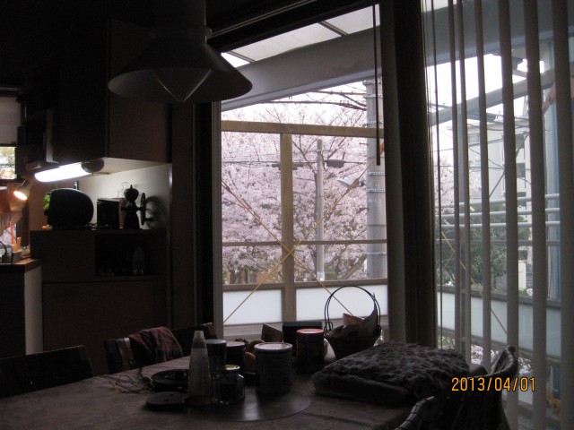 桜満開
