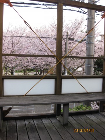 桜満開
