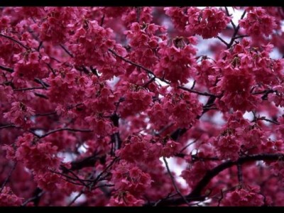 紅桜