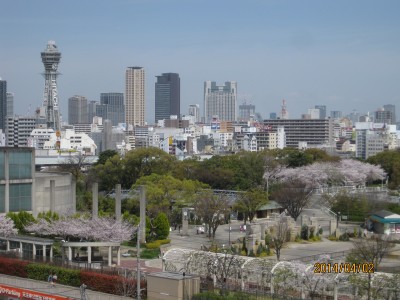 通天閣と桜