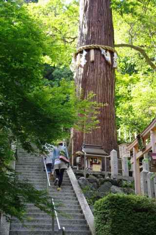 杉の大木