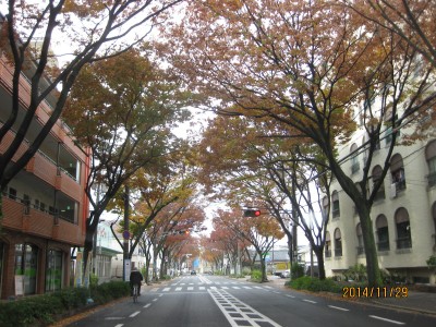 けやき通り,紅葉