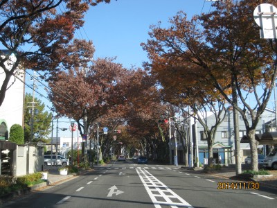 けやき通り,紅葉