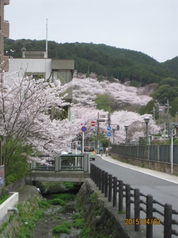 大津市,三井寺,琵琶湖疏水桜まつり