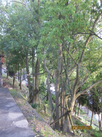 庭木の伐採,樫