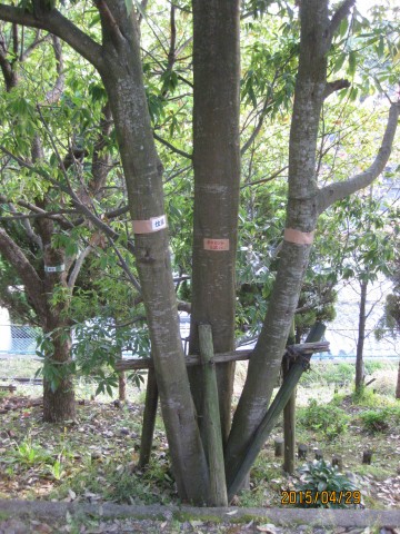 庭木の伐採,樫