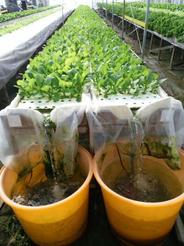 水耕栽培,ビニールハウス,無農薬野菜,作業所あかり